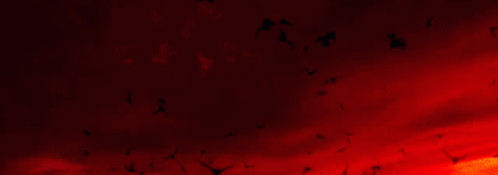 Profile banner