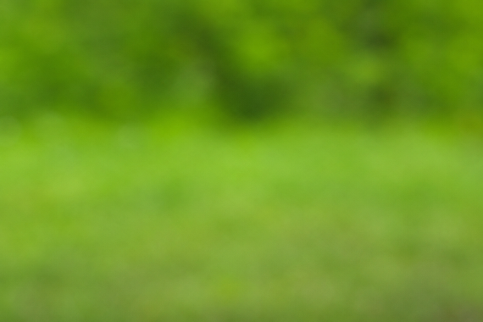 Profile banner