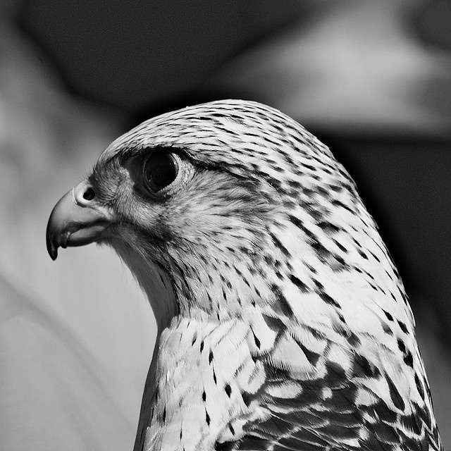 Profile banner